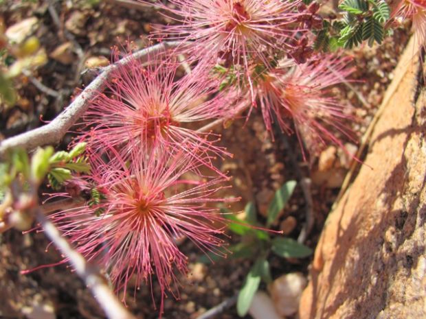 Spring wildflowers start to emerge
